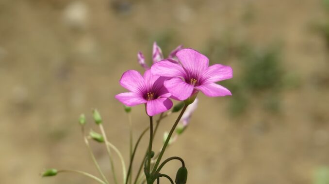 uploaded-image-osmaniye-karacaoglan-muzesi-1697104461561